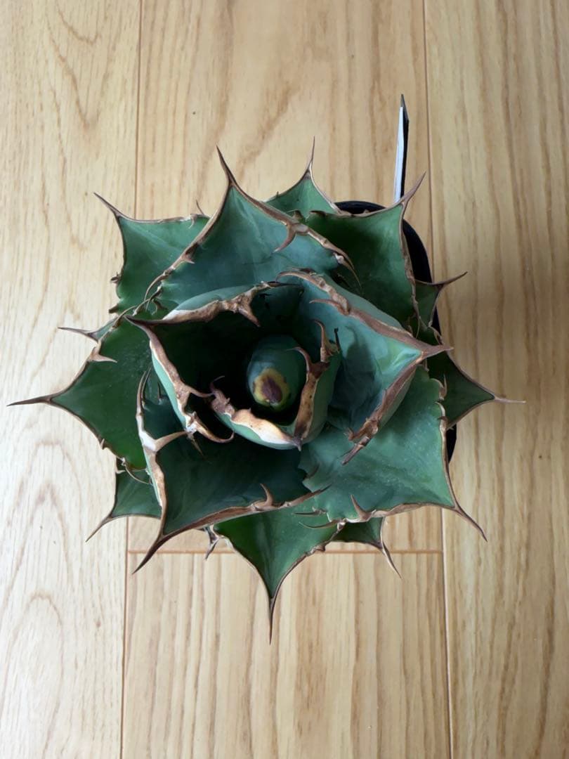 【9株セット】シーザー　魔丸　など