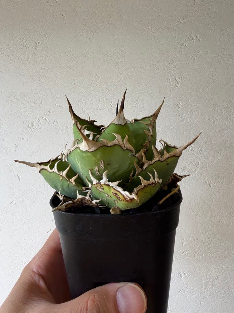 【9株セット】シーザー　魔丸　など