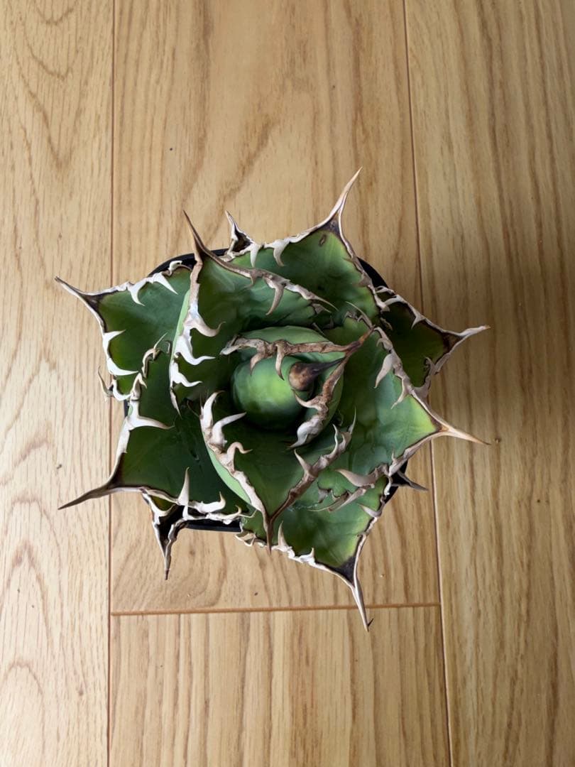 【9株セット】シーザー　魔丸　など