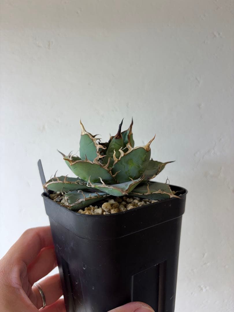 【9株セット】シーザー　魔丸　など