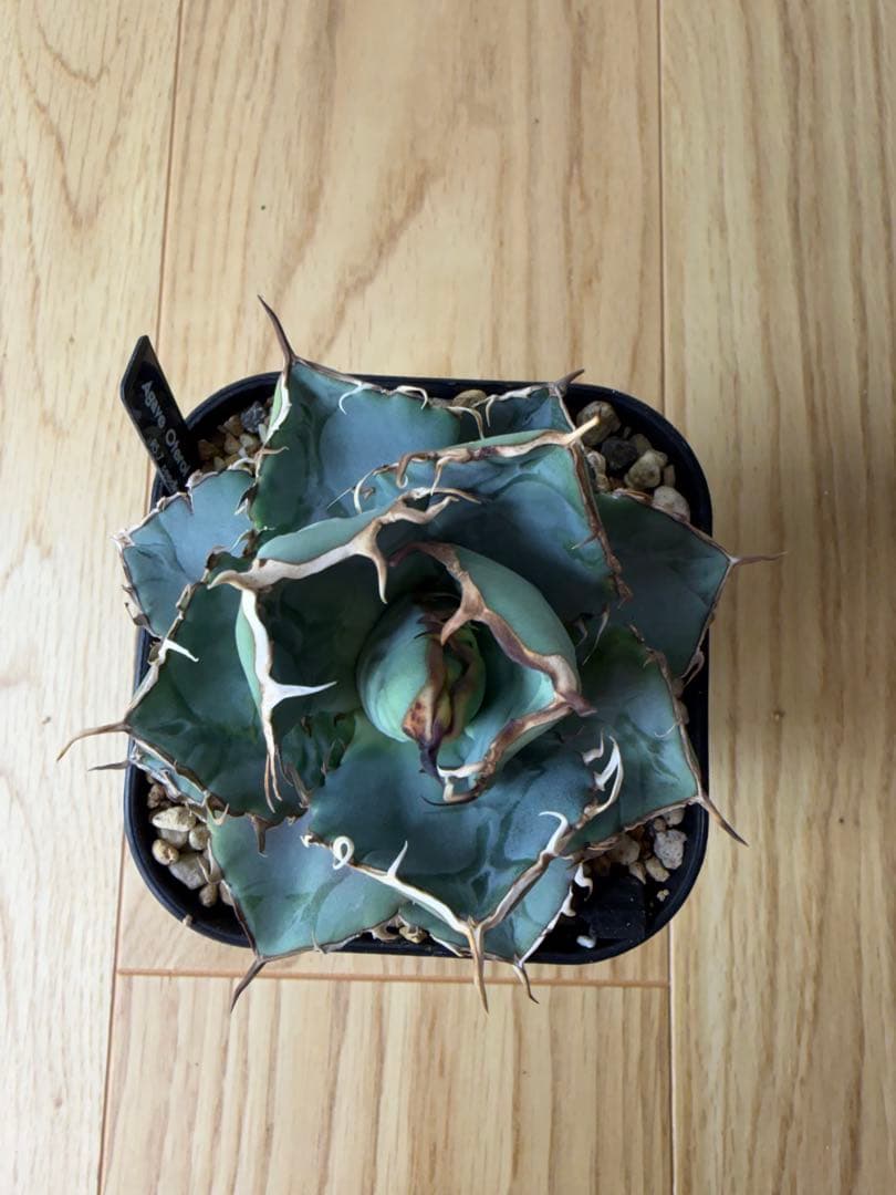 【9株セット】シーザー　魔丸　など