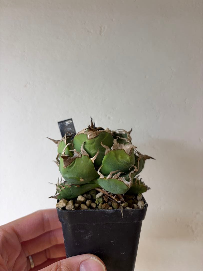 【9株セット】シーザー　魔丸　など