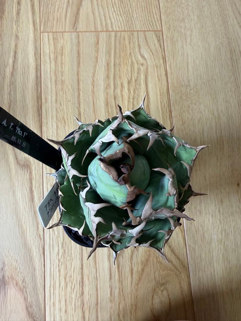 【9株セット】シーザー　魔丸　など