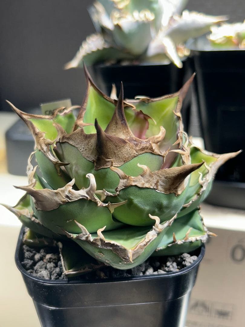 アガベ　トリケラトプス　白犀牛