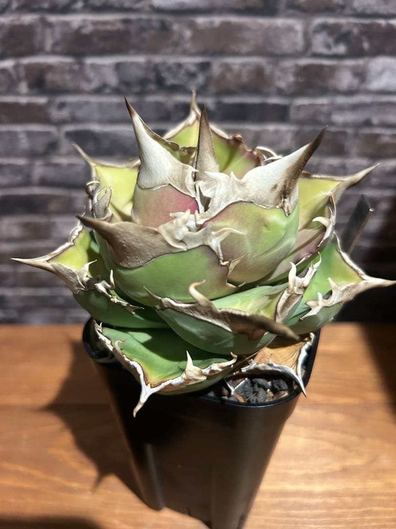 アガベ　トリケラトプス　白犀牛