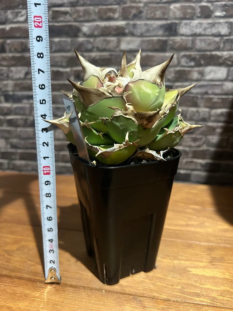 アガベ　トリケラトプス　白犀牛