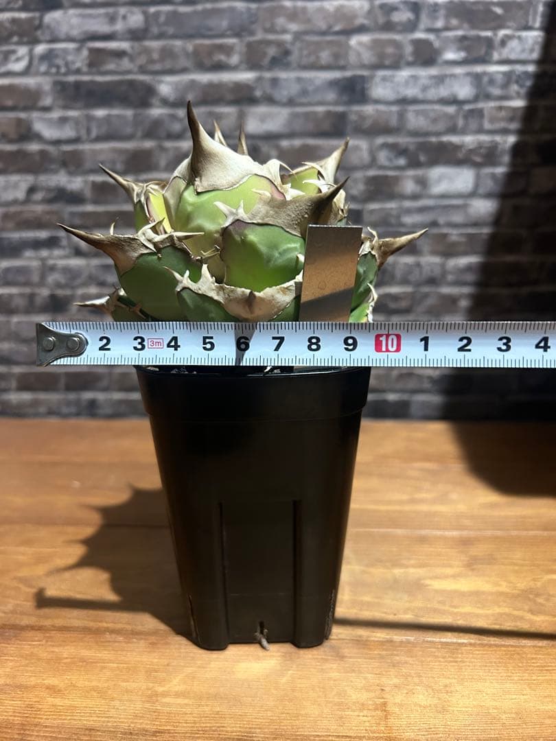 アガベ　トリケラトプス　白犀牛