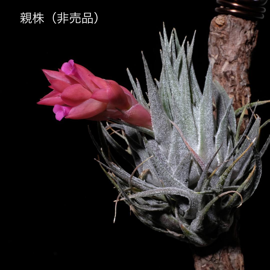 Tillandsia sprengeliana x regnellii　花芽つき
