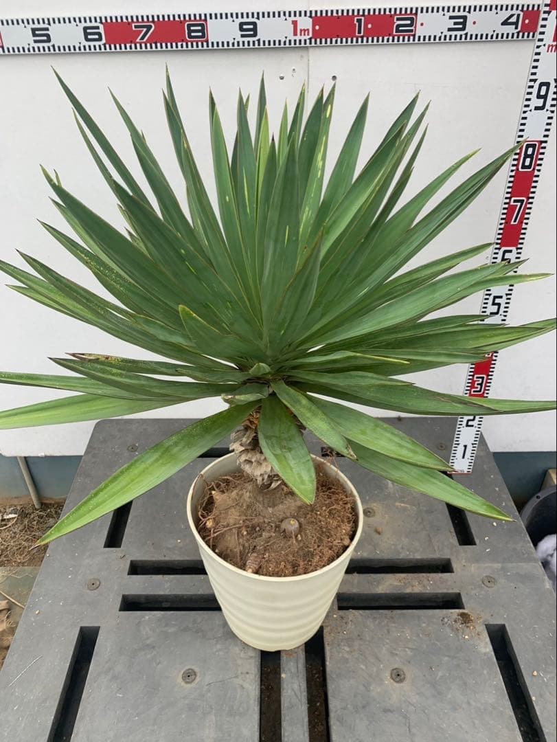 ユッカ　グロリオサ　散り斑　芋付き