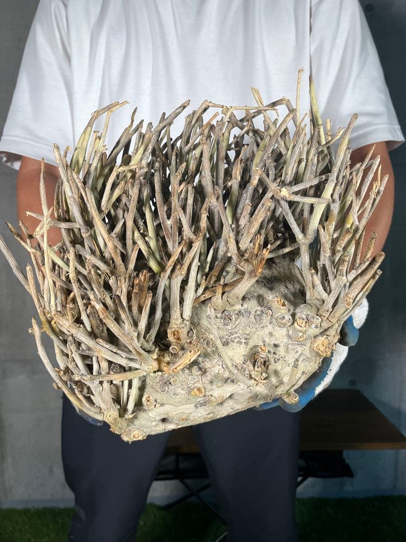 Ｔ*Ｍ様 25 激レア 超大株 アデニア ペチュエリー 現地球 鮮度抜群