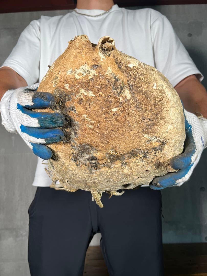 Ｔ*Ｍ様 25 激レア 超大株 アデニア ペチュエリー 現地球 鮮度抜群