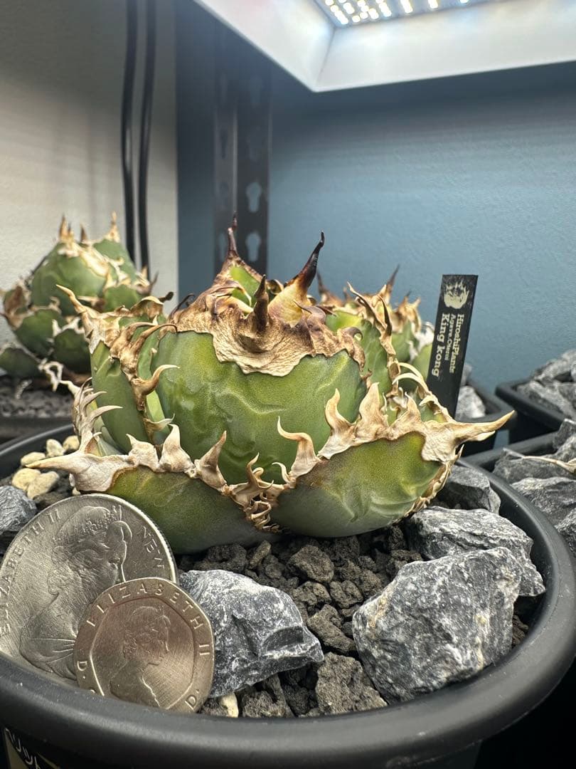 イ*カ様 アガベ キングコング　　金剛