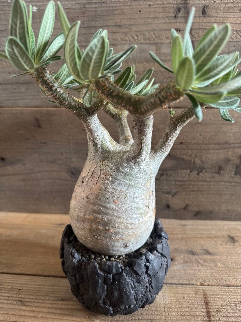 【美形株】 パキポディウム グラキリス 現地球 塊根植物 パキプス