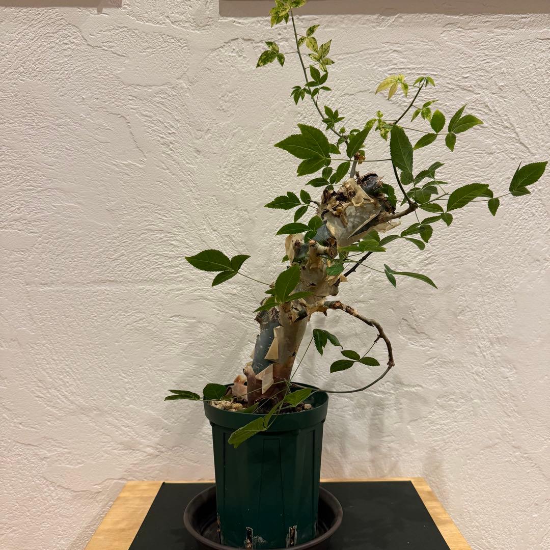 コミフォラ コミフォラエミニー 塊根植物 発根済 塊根