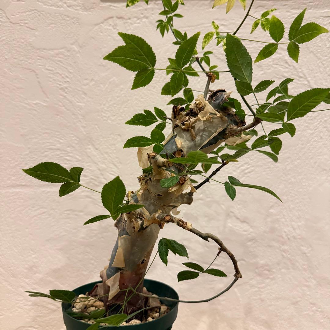 コミフォラ コミフォラエミニー 塊根植物 発根済 塊根