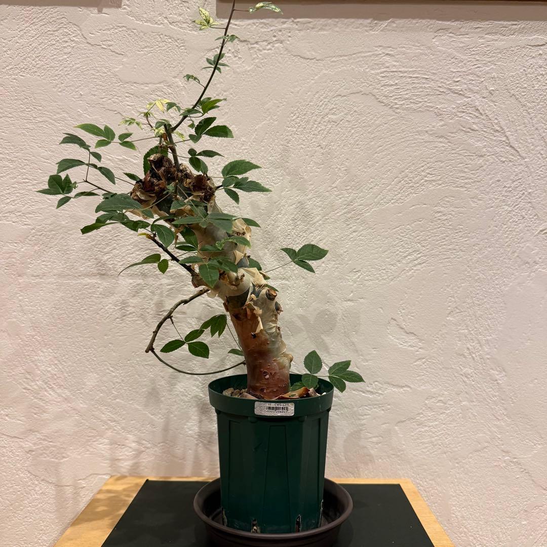 コミフォラ コミフォラエミニー 塊根植物 発根済 塊根