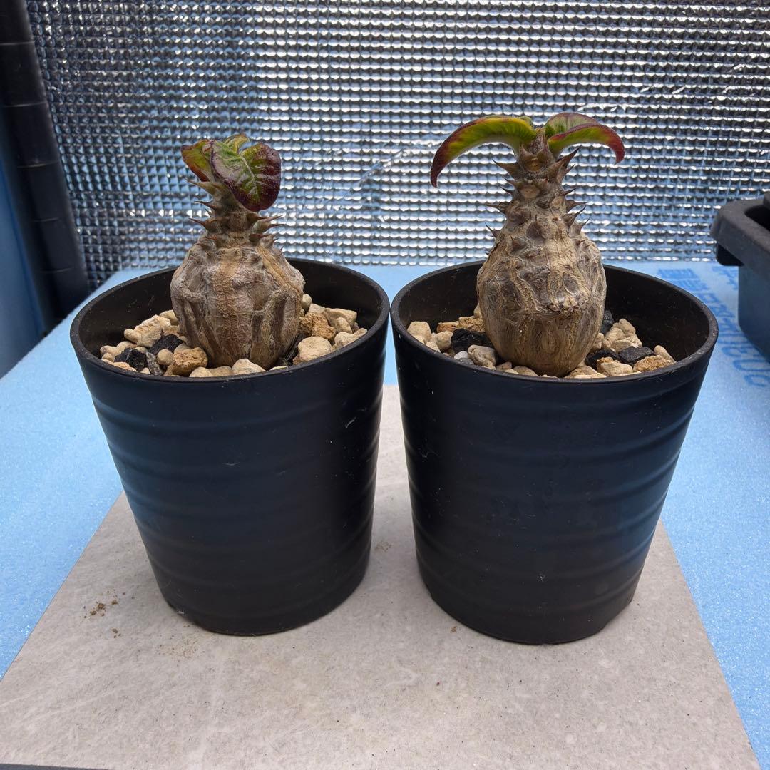 国内実生　パキポディウムウィンゾリー　検索グラキリス　良型