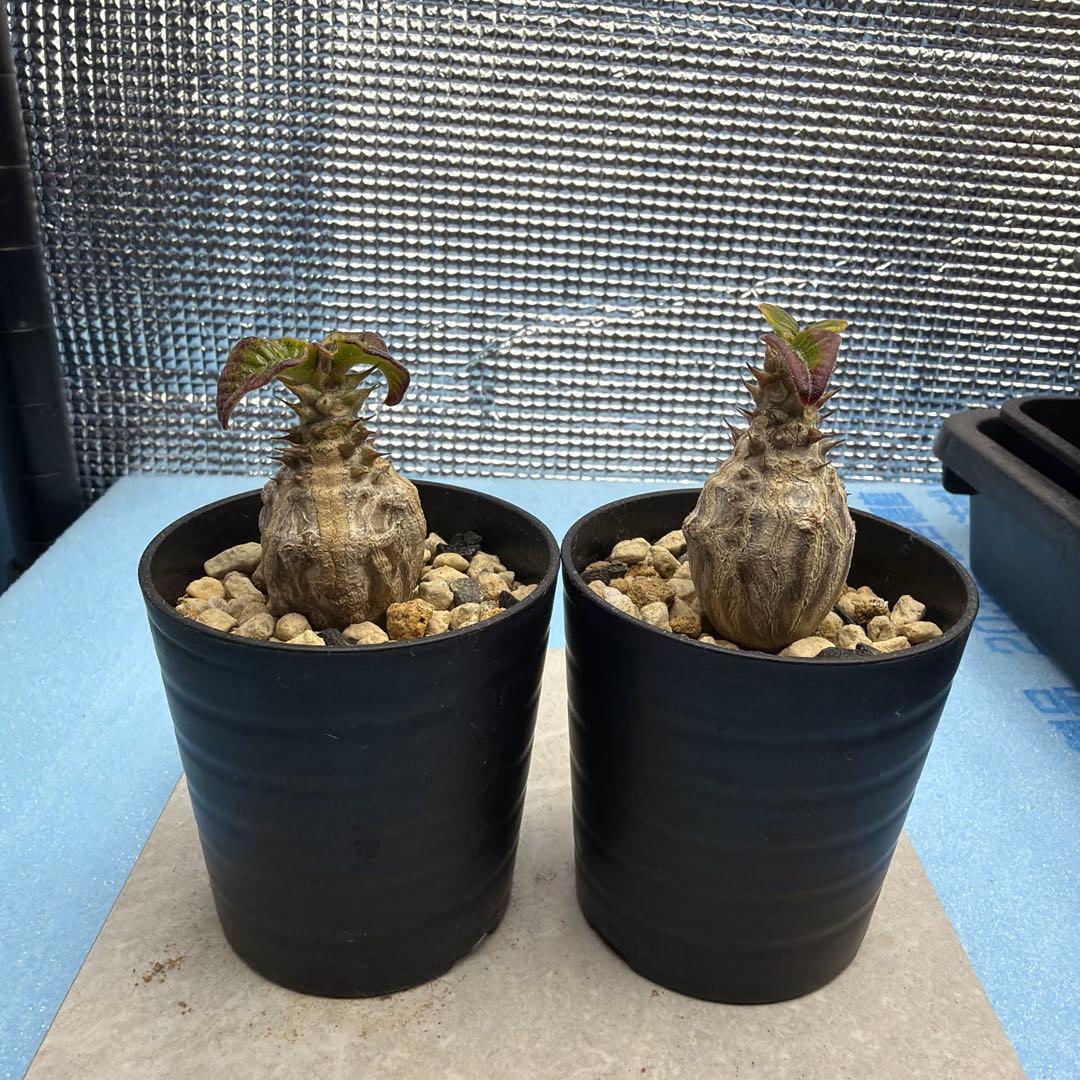 国内実生　パキポディウムウィンゾリー　検索グラキリス　良型