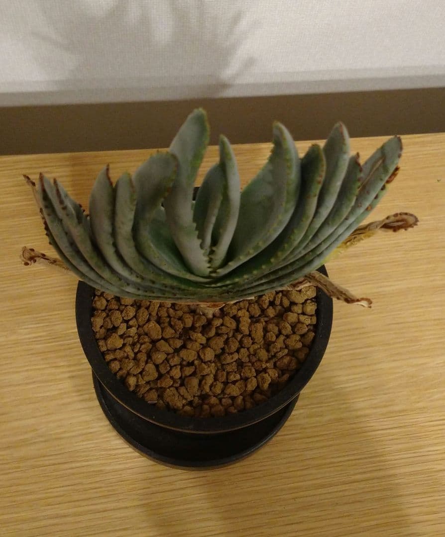 美優良株 アロエ コンプレッサ シストフィラ 実生株