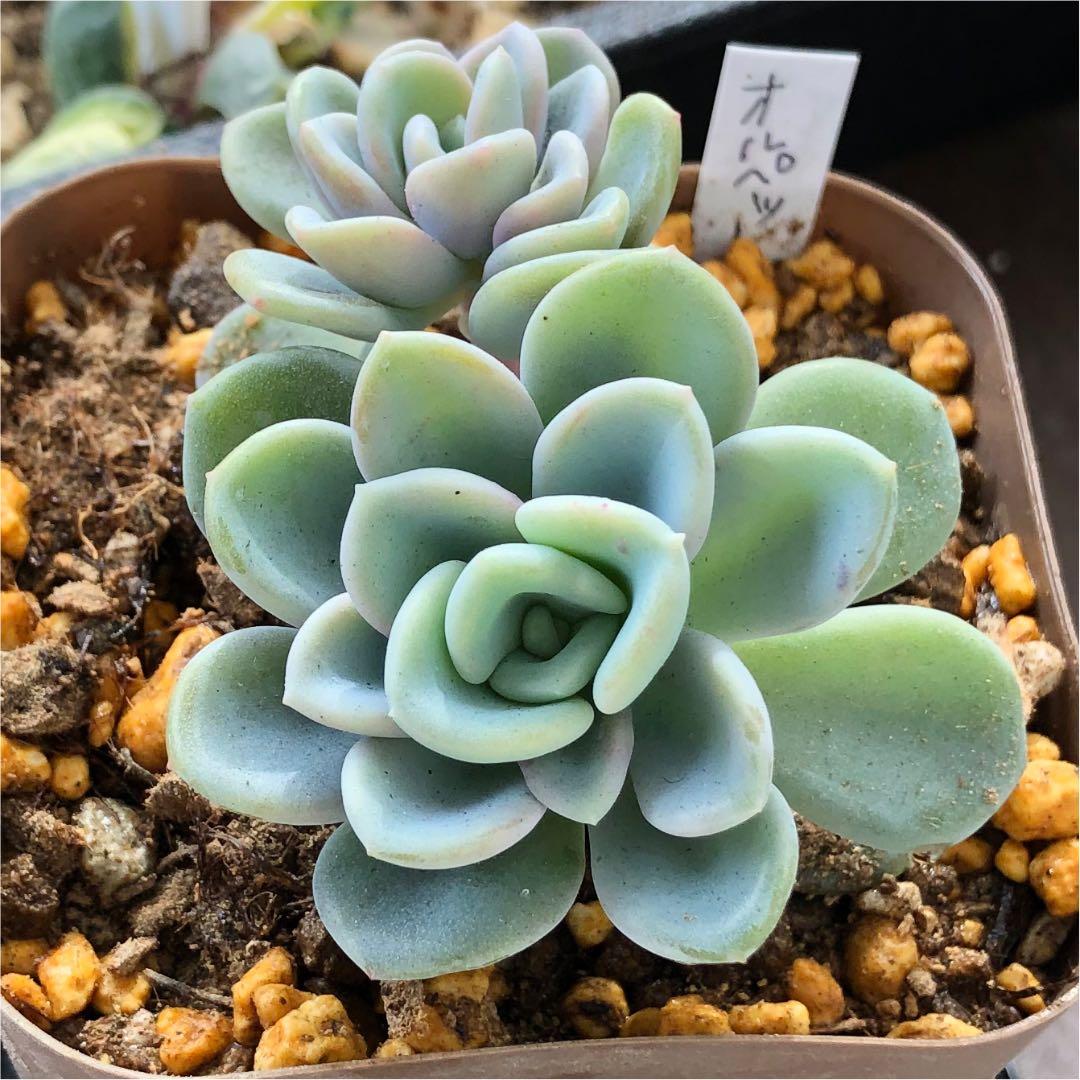 多肉植物^o^  オルペット