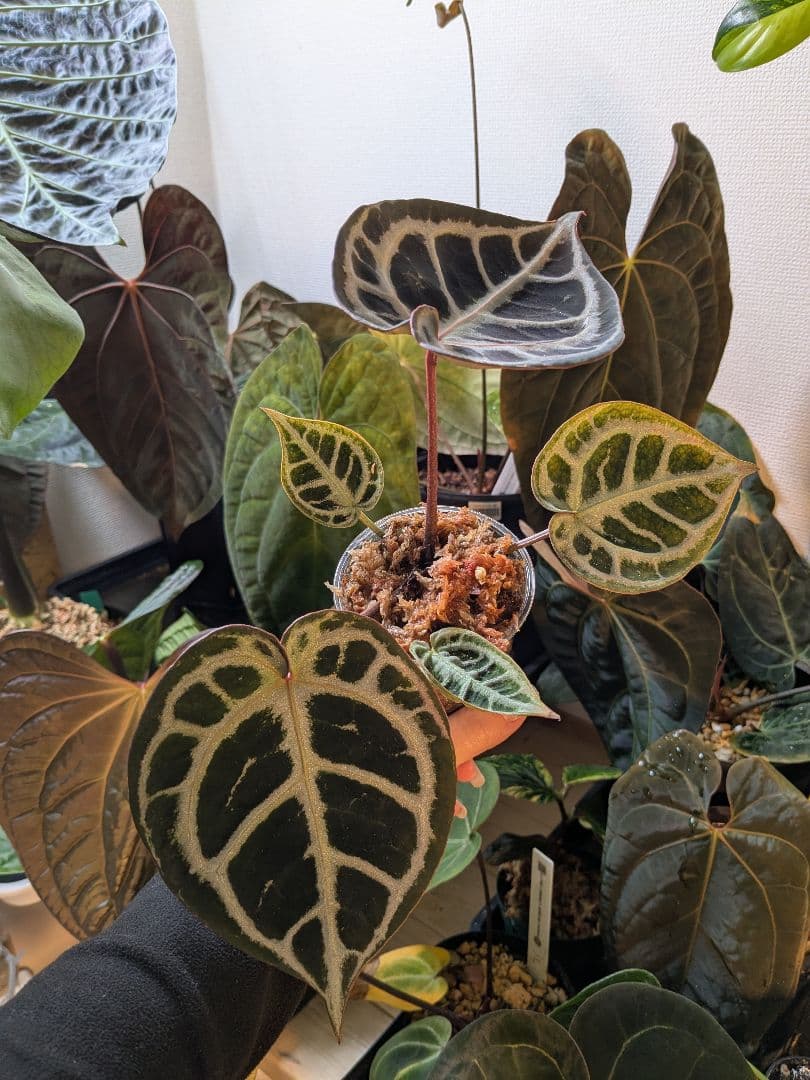 アンスリウム レッドタイガー