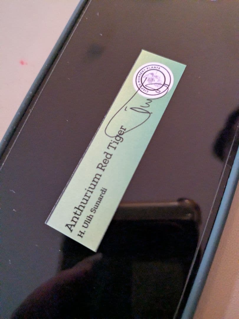 アンスリウム レッドタイガー