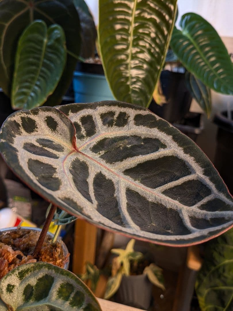 アンスリウム レッドタイガー