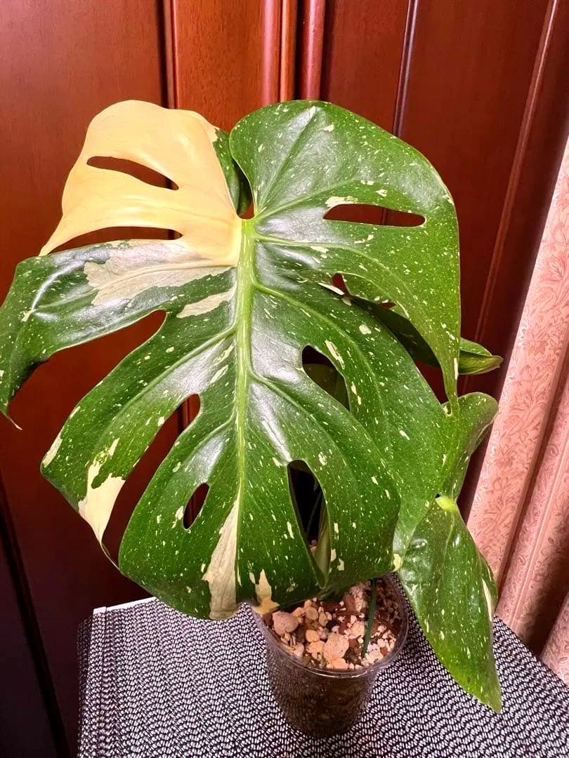 斑入りモンステラデリショーサカップケーキ