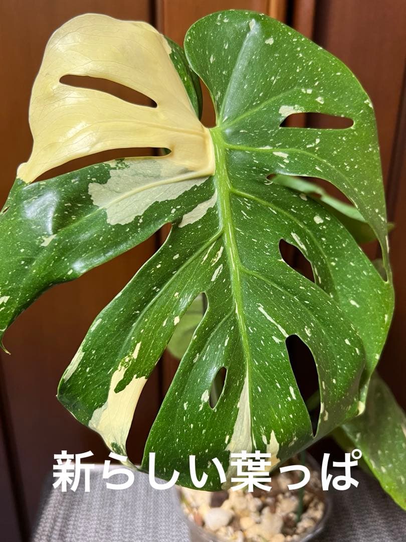 斑入りモンステラデリショーサカップケーキ