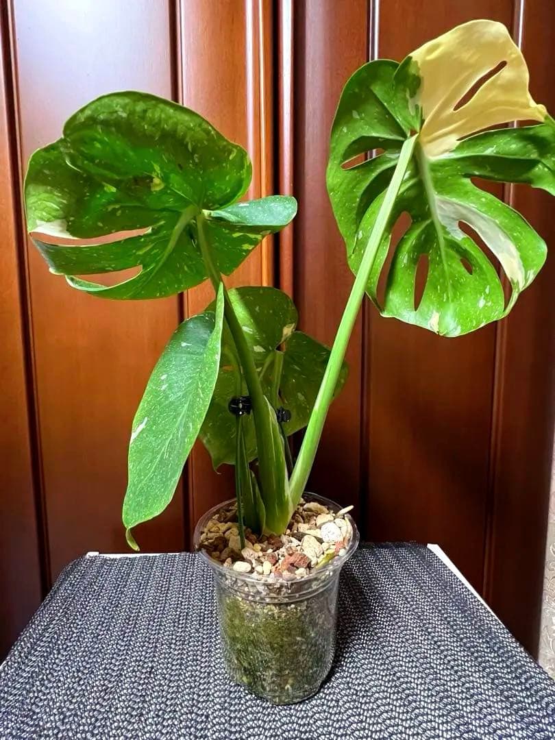 斑入りモンステラデリショーサカップケーキ