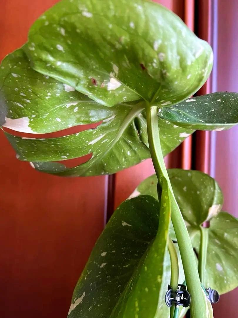 斑入りモンステラデリショーサカップケーキ