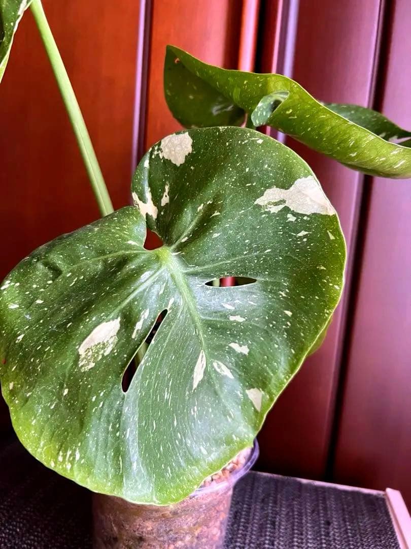 斑入りモンステラデリショーサカップケーキ