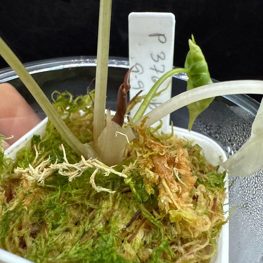 アロカシア チャントリエリ ピンク