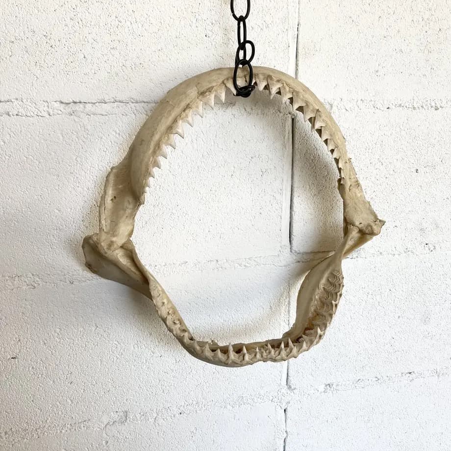 と*ろ様 サメ　歯　オブジェ　標本