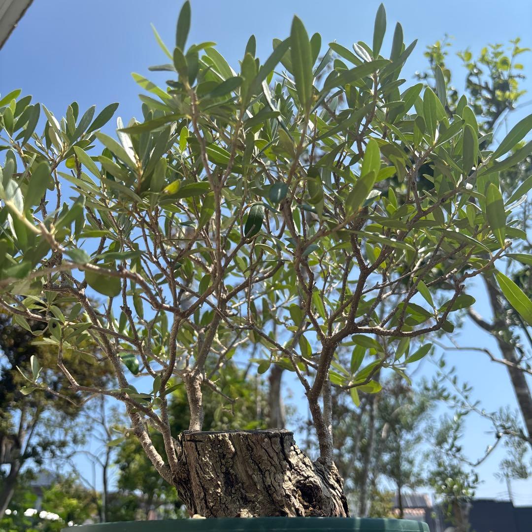ポップ　オリーブの木　古木　極太　植物　盆栽
