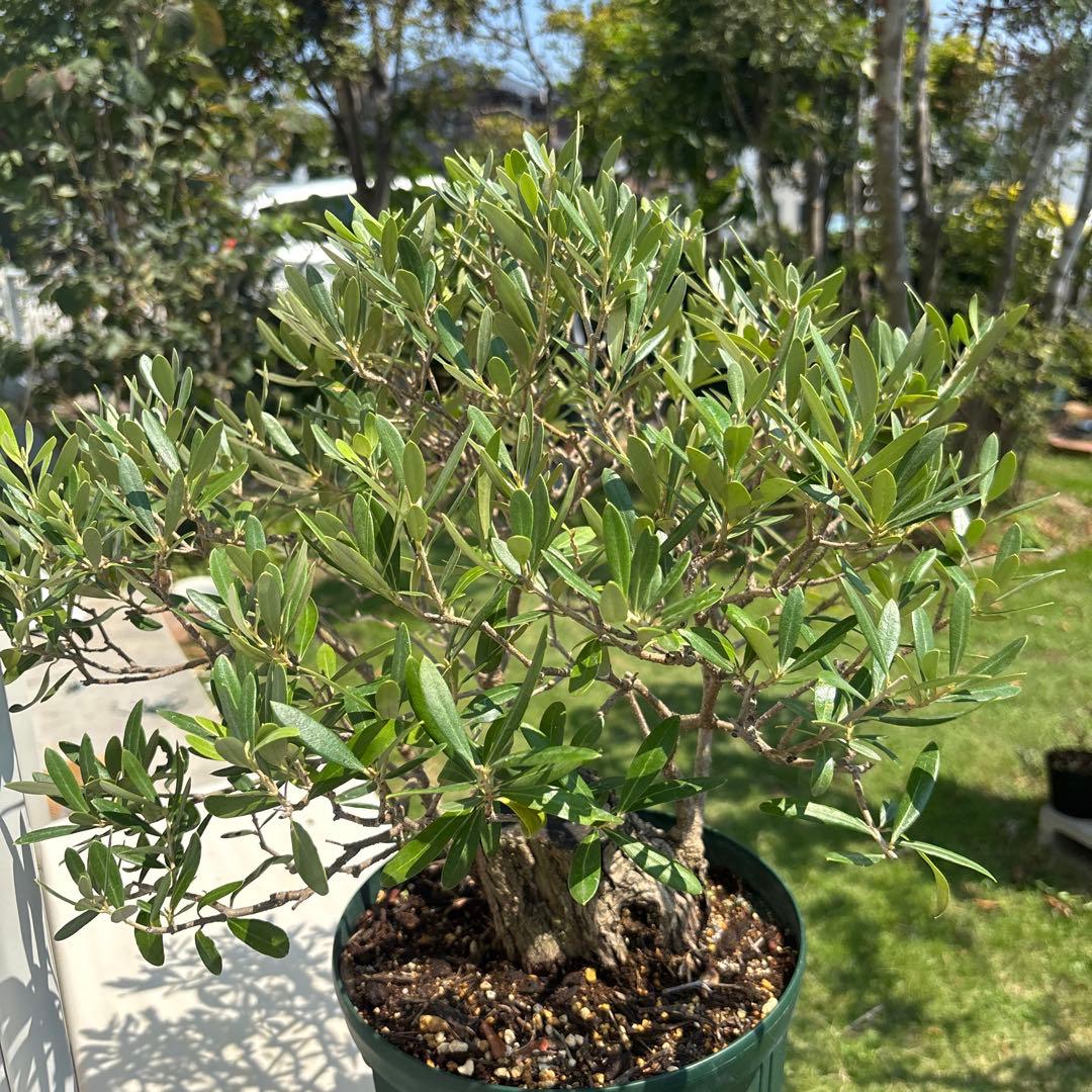 ポップ　オリーブの木　古木　極太　植物　盆栽