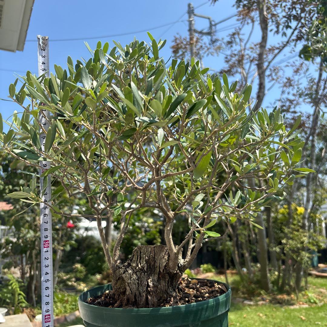 ポップ　オリーブの木　古木　極太　植物　盆栽