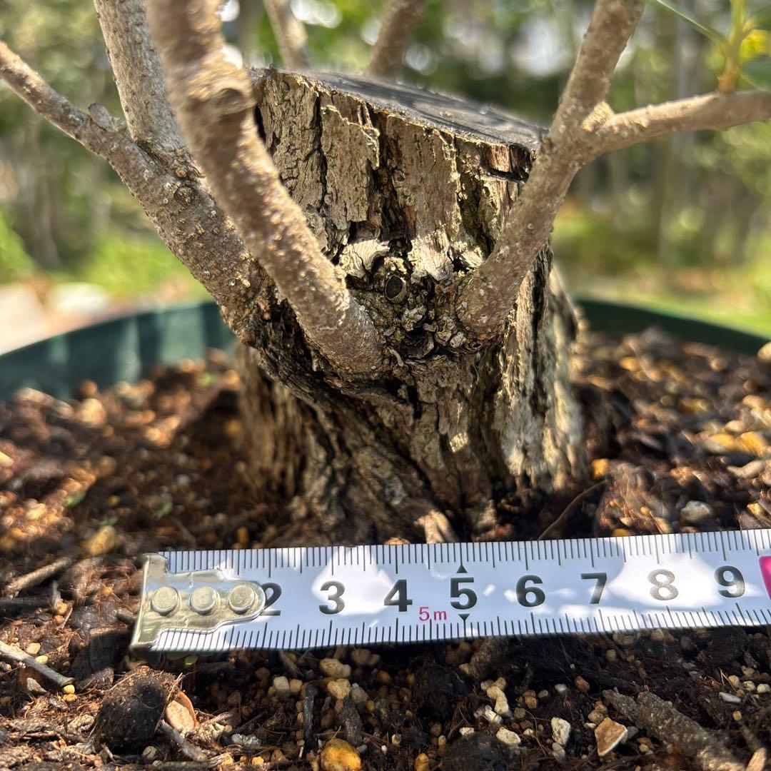 ポップ　オリーブの木　古木　極太　植物　盆栽