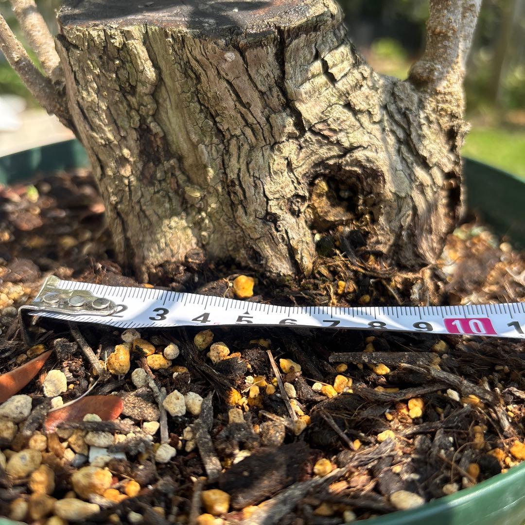 ポップ　オリーブの木　古木　極太　植物　盆栽