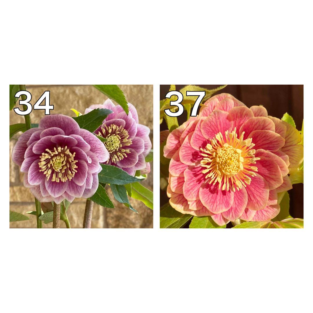 ピンクグラデーション×ソレイユ★クリスマスローズ交配苗★未開花株★オーレア