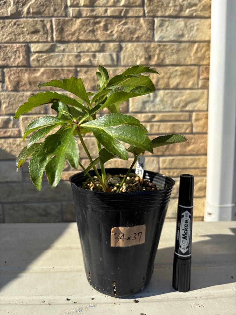 ピンクグラデーション×ソレイユ★クリスマスローズ交配苗★未開花株★オーレア