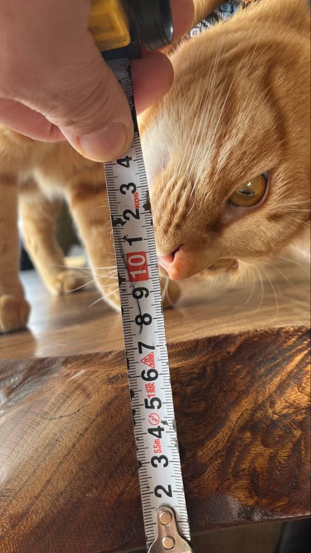 座卓 天然檜 一枚板 大型 幅約170cm ローテーブル アンティーク家具