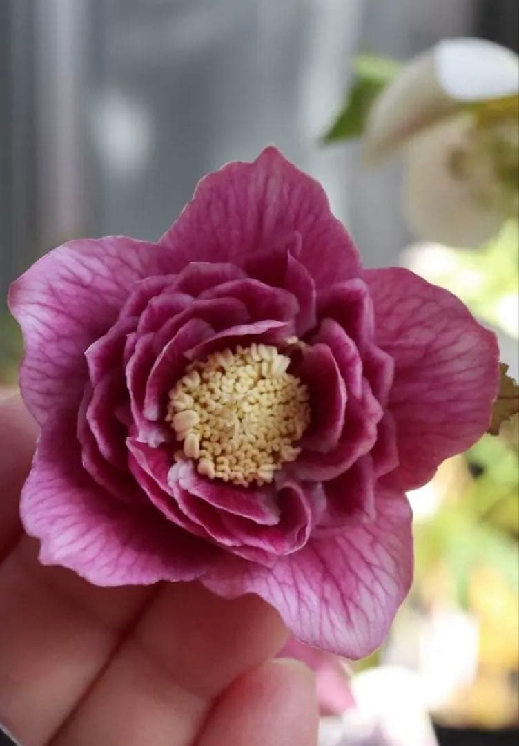 ♡広瀬園芸♡つぼみが可愛いソレイユ系、ピンクゴールド。