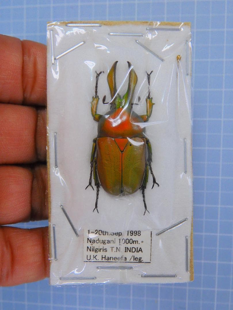 インド産　タテゴトアオカナブン　33mm