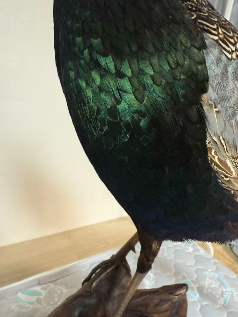 キジ剥製(西岡剥製工房)