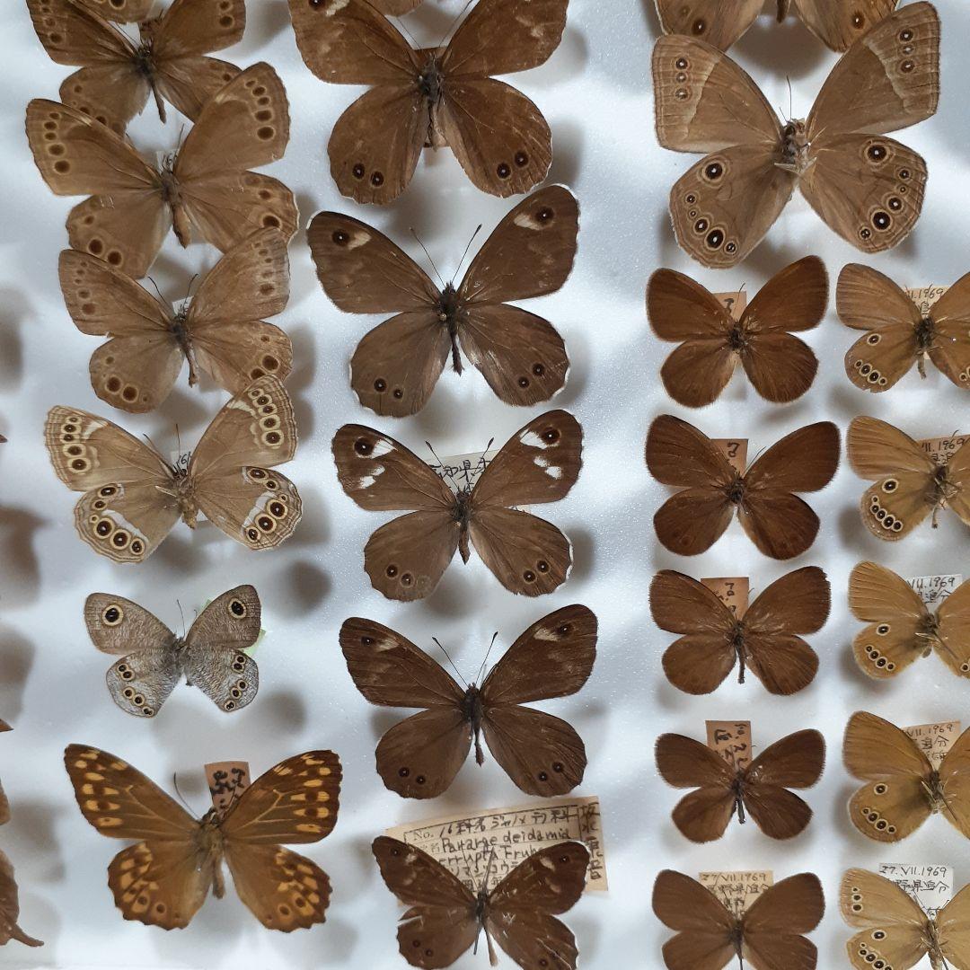 蝶標本　シロチョウ、ヒカゲチョウ類ほか20種156頭、大型ドイツ標本箱二箱入り