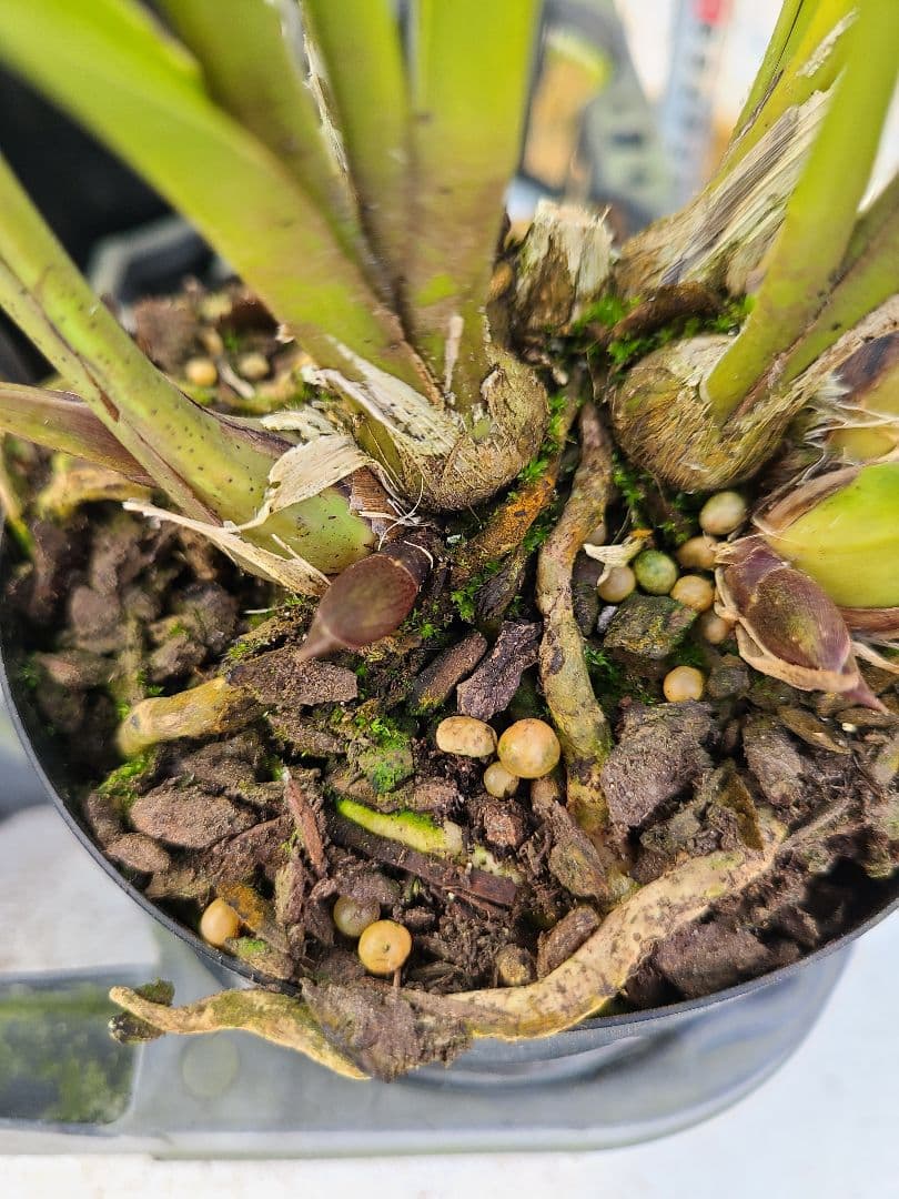 4寸。ミスマフェット。花芽合計19個。5鉢セット。蜜蜂誘引蘭。日本蜜蜂