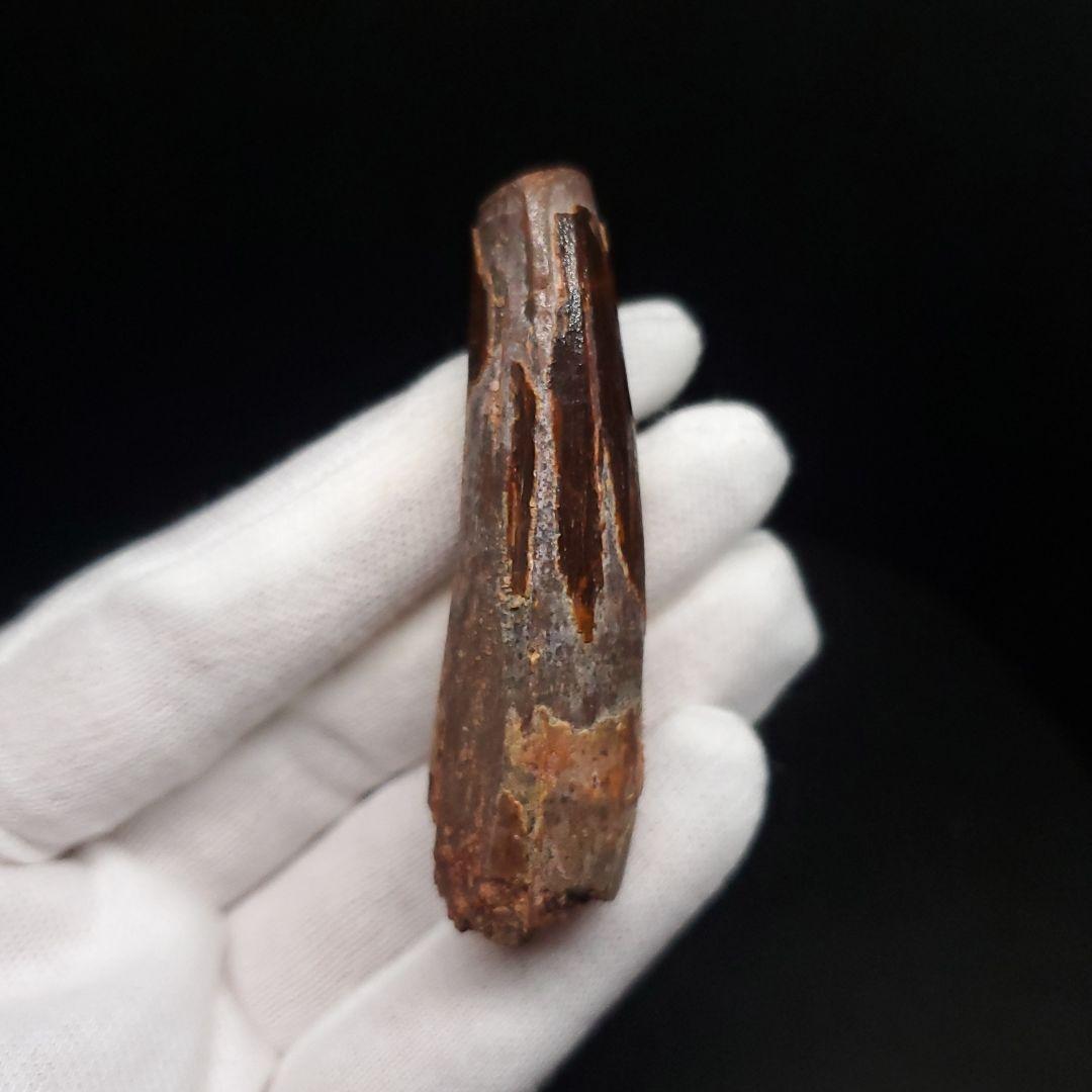 スピノサウルス 本物 モロッコ産 59.44mm sp480