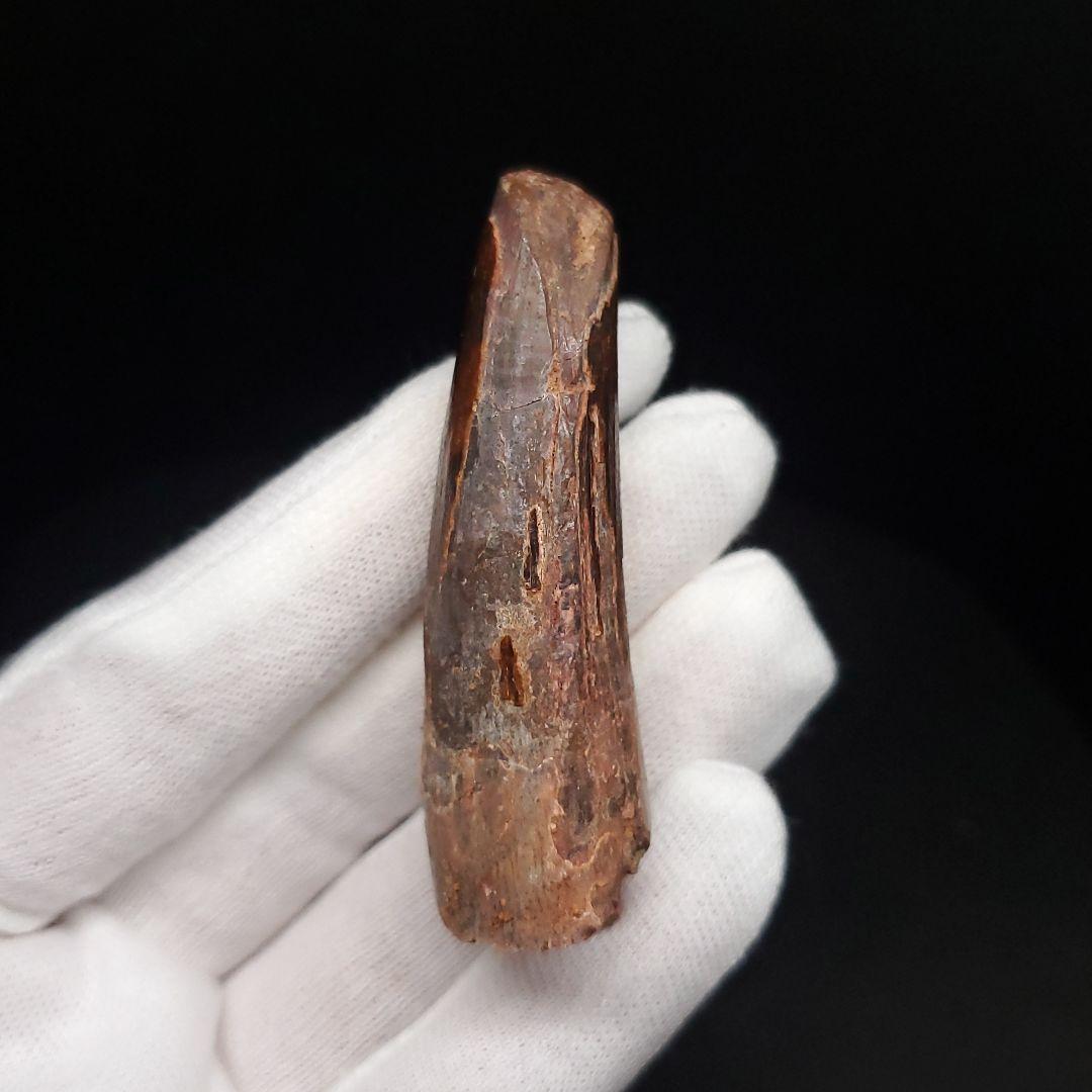 スピノサウルス 本物 モロッコ産 59.44mm sp480