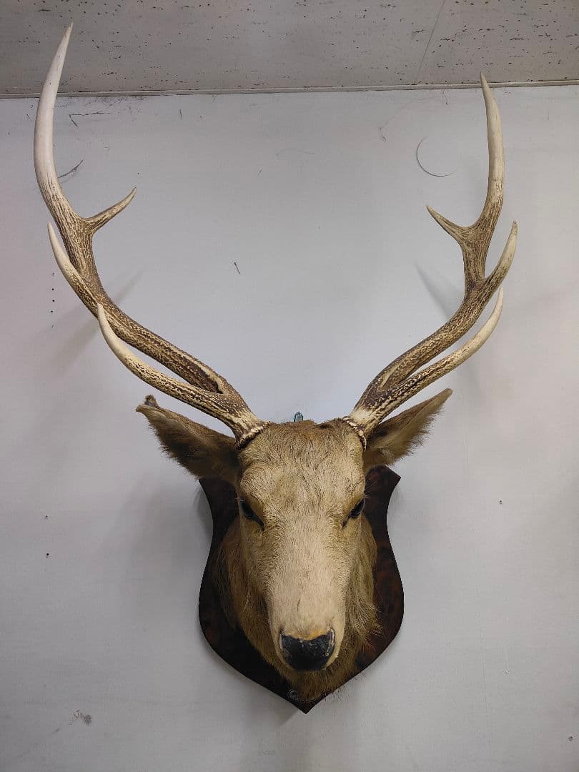 【引取限定】エゾシカ　北海道の蝦夷鹿ハンティングトロフィー